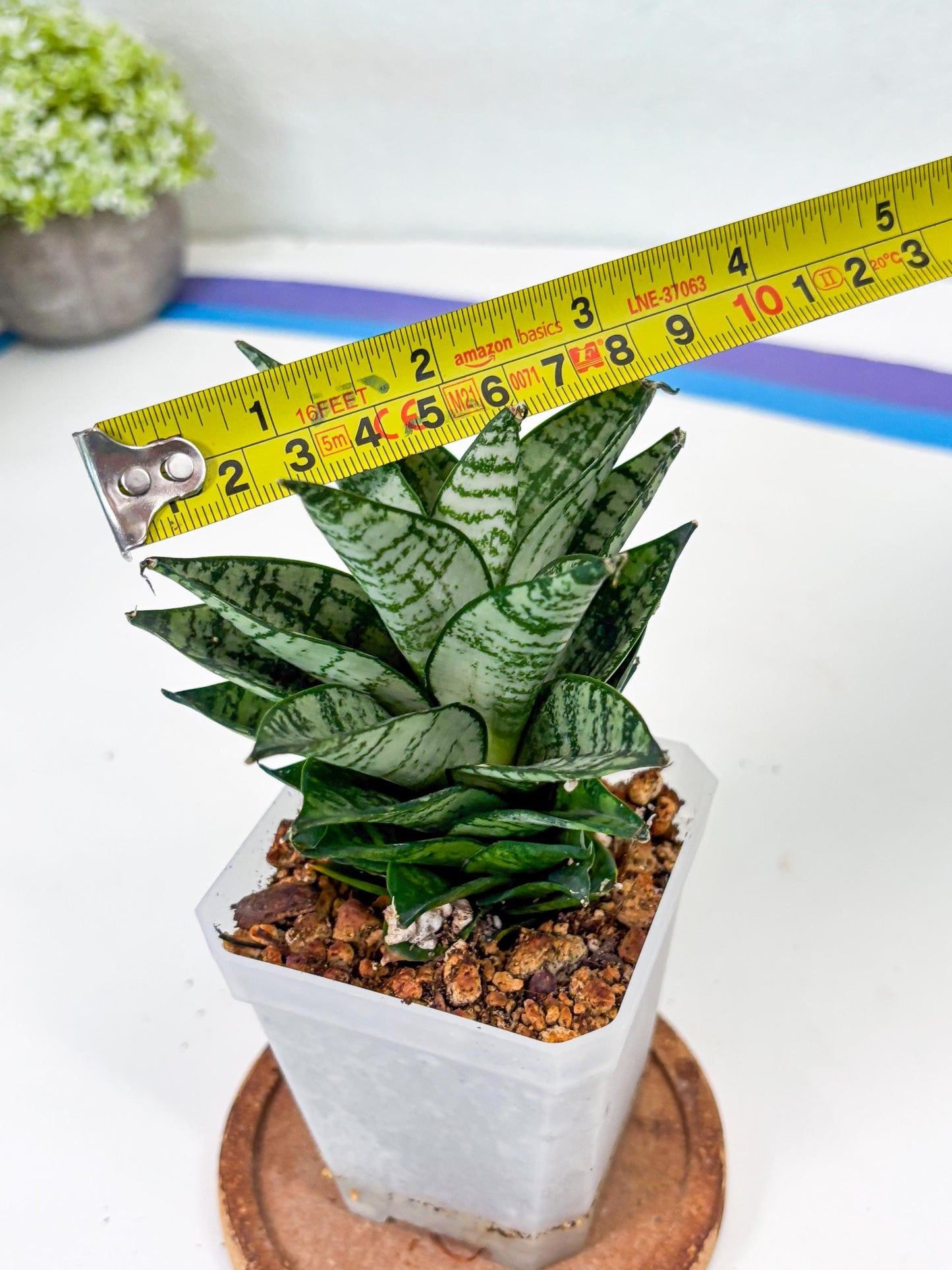Sansevieria Ehrendel (Su2) (11) | Imported Sansevieria