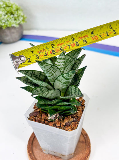 Sansevieria Ehrendel (Su2) (11) | Imported Sansevieria