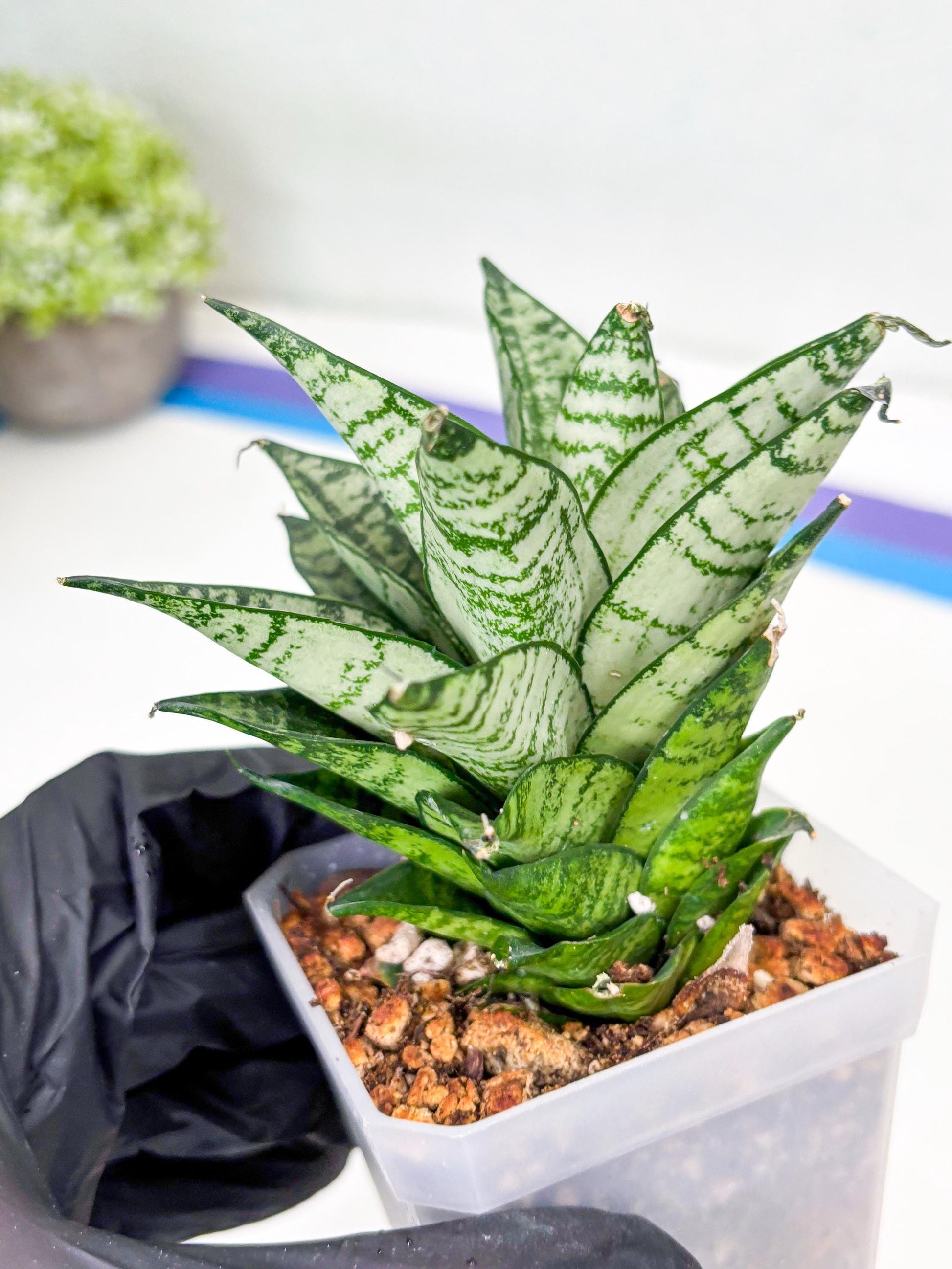 Sansevieria Ehrendel (Su2) (11) | Imported Sansevieria