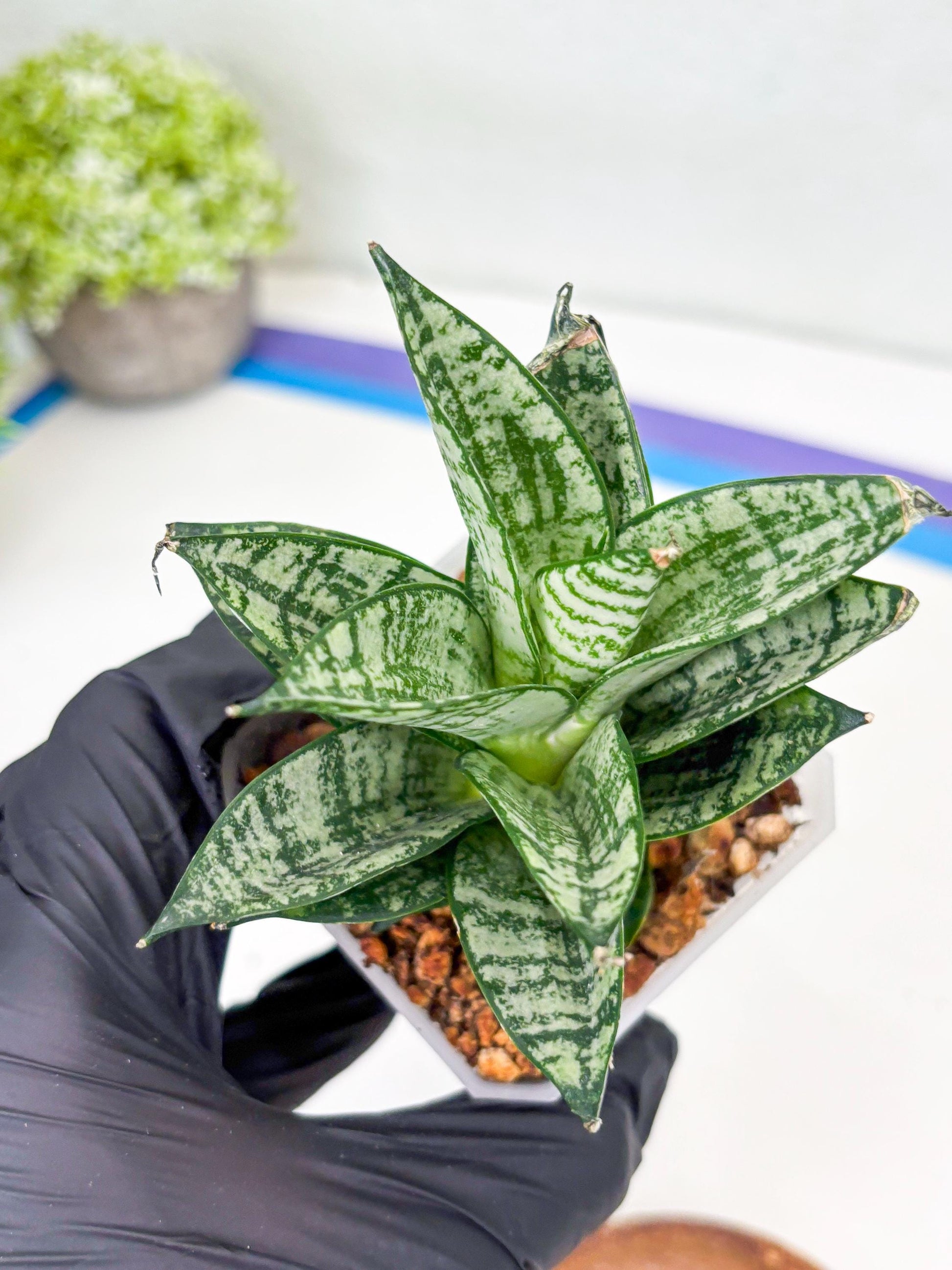 Sansevieria Ehrendel (Su2) (11) | Imported Sansevieria