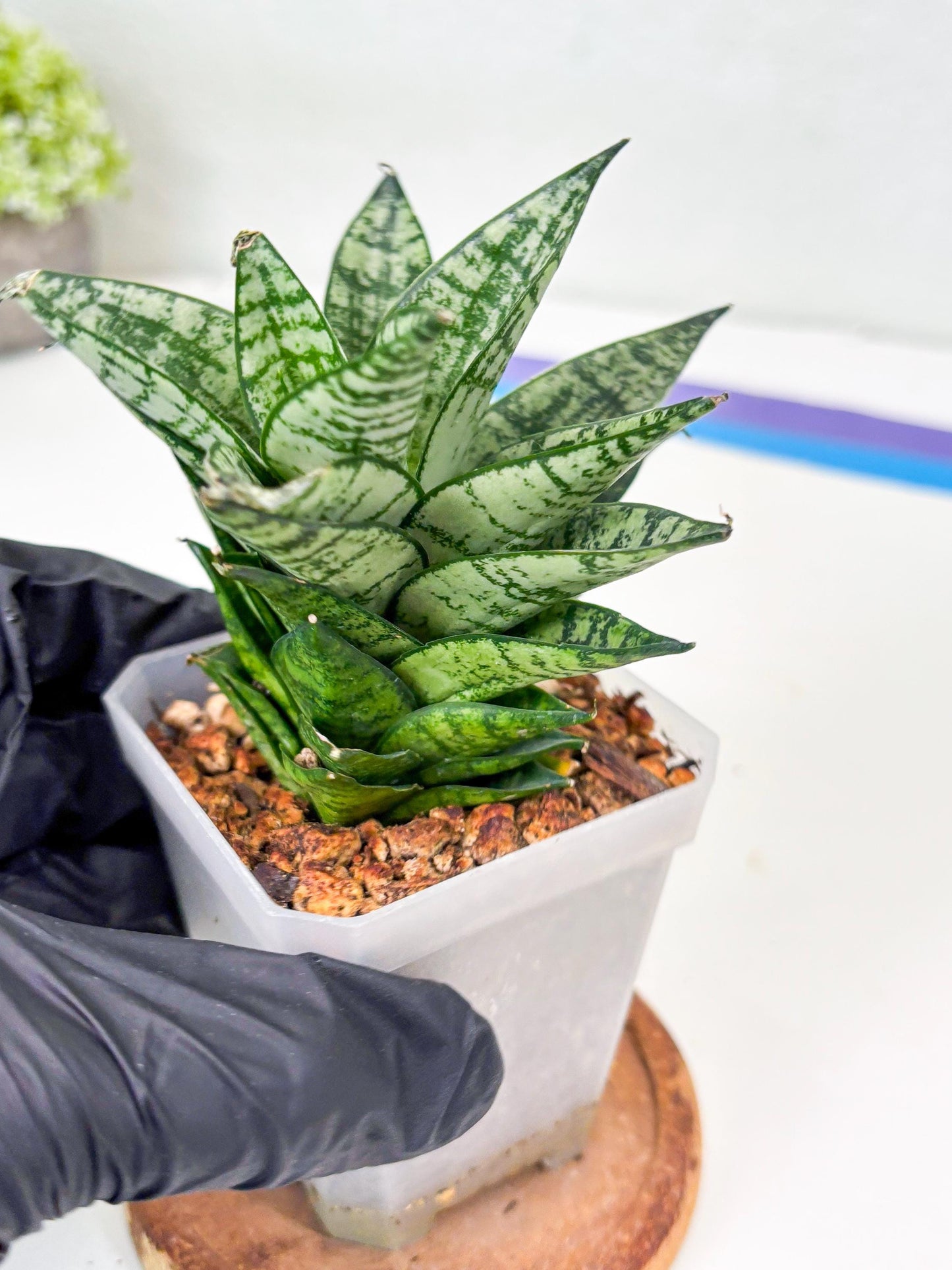 Sansevieria Ehrendel (Su2) (11) | Imported Sansevieria