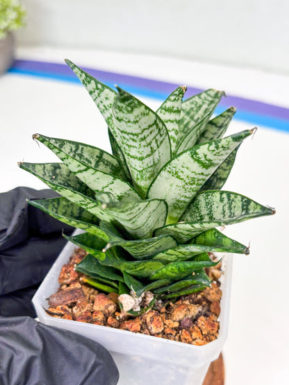 Sansevieria Ehrendel (Su2) (11) | Imported Sansevieria