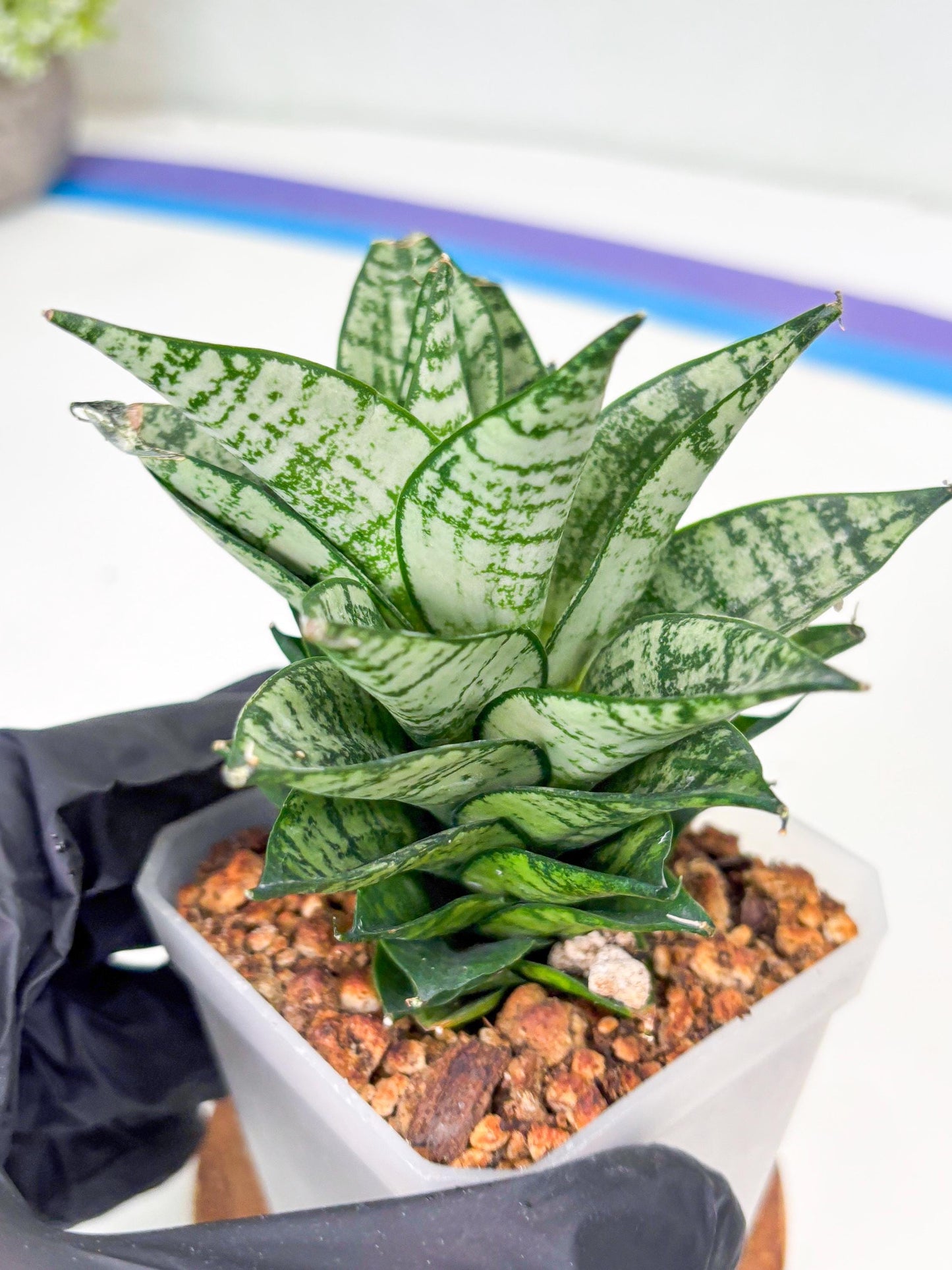 Sansevieria Ehrendel (Su2) (11) | Imported Sansevieria