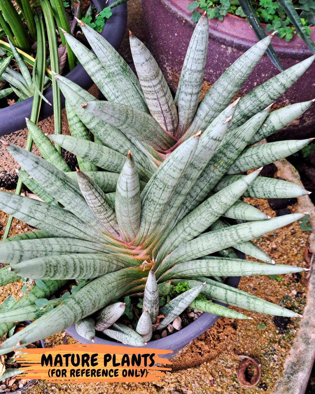 Sansevieria NangFon (ca2) (o) | Imported Sansevieria