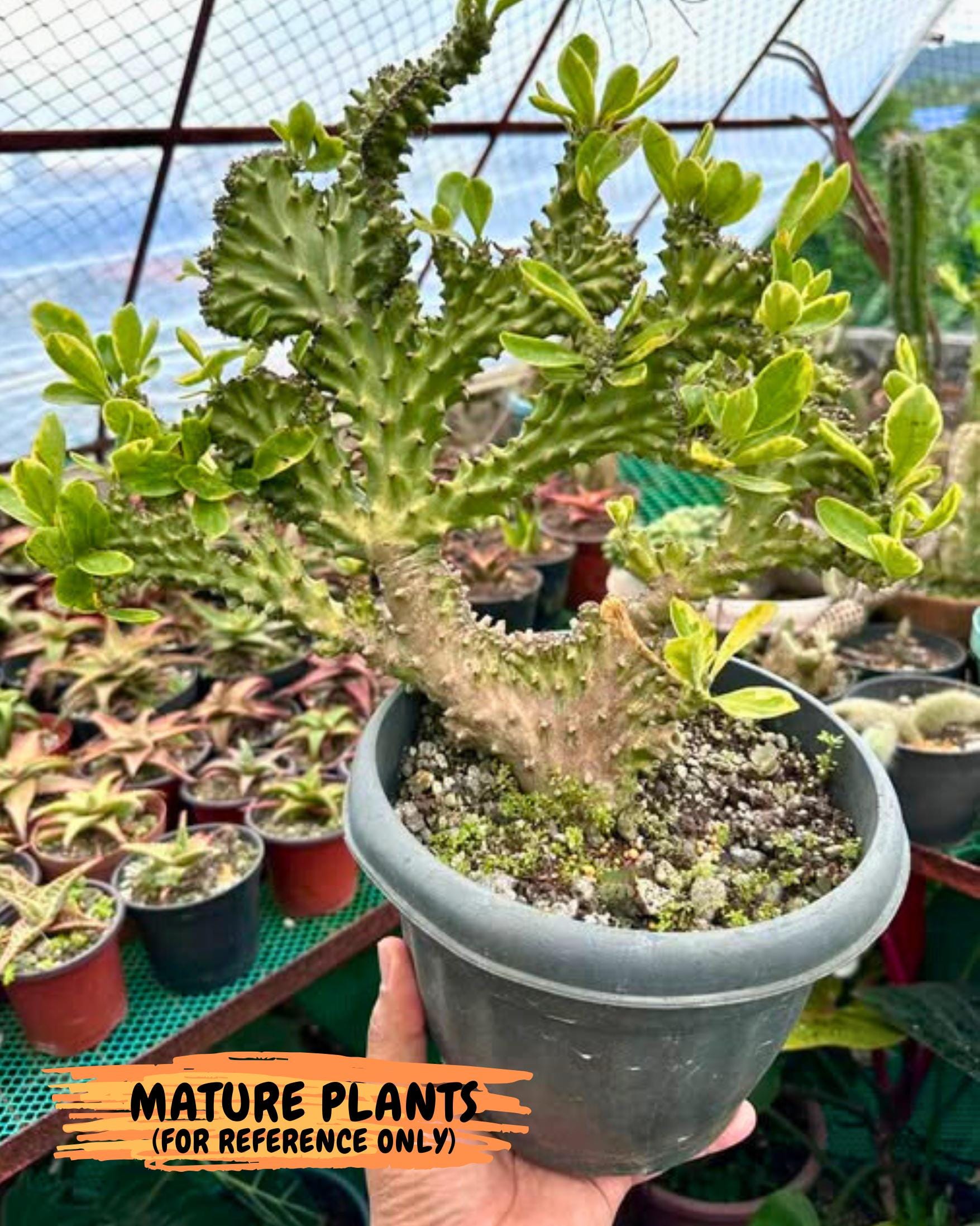 Eu neriifolia f. crestata variegata (P) | Rare Plants