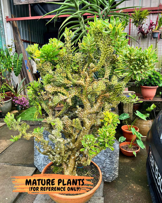 Eu neriifolia f. crestata variegata (P) | Rare Plants