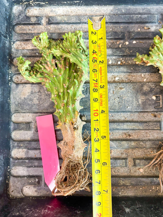 Eu neriifolia f. crestata variegata (P) | Rare Plants