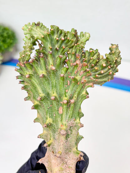 Eu neriifolia f. crestata variegata (P) | Rare Plants