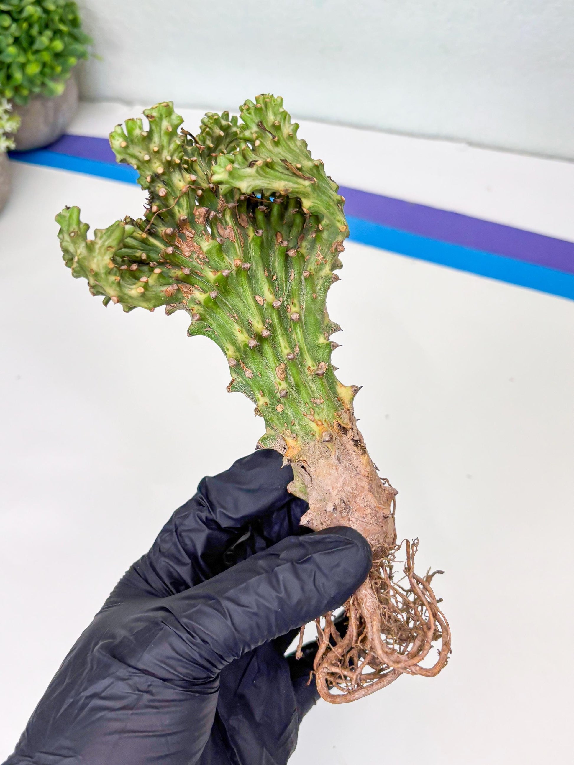 Eu neriifolia f. crestata variegata (P) | Rare Plants