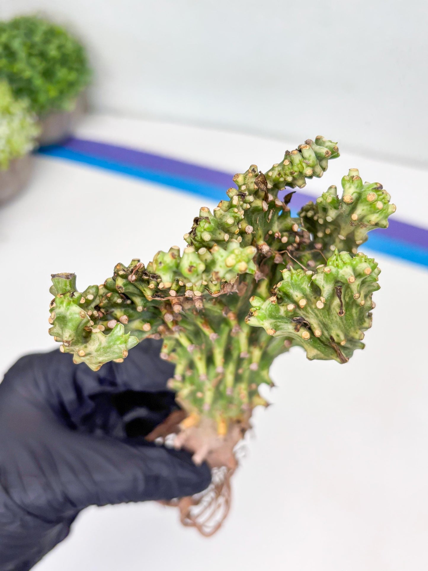 Eu neriifolia f. crestata variegata (P) | Rare Plants