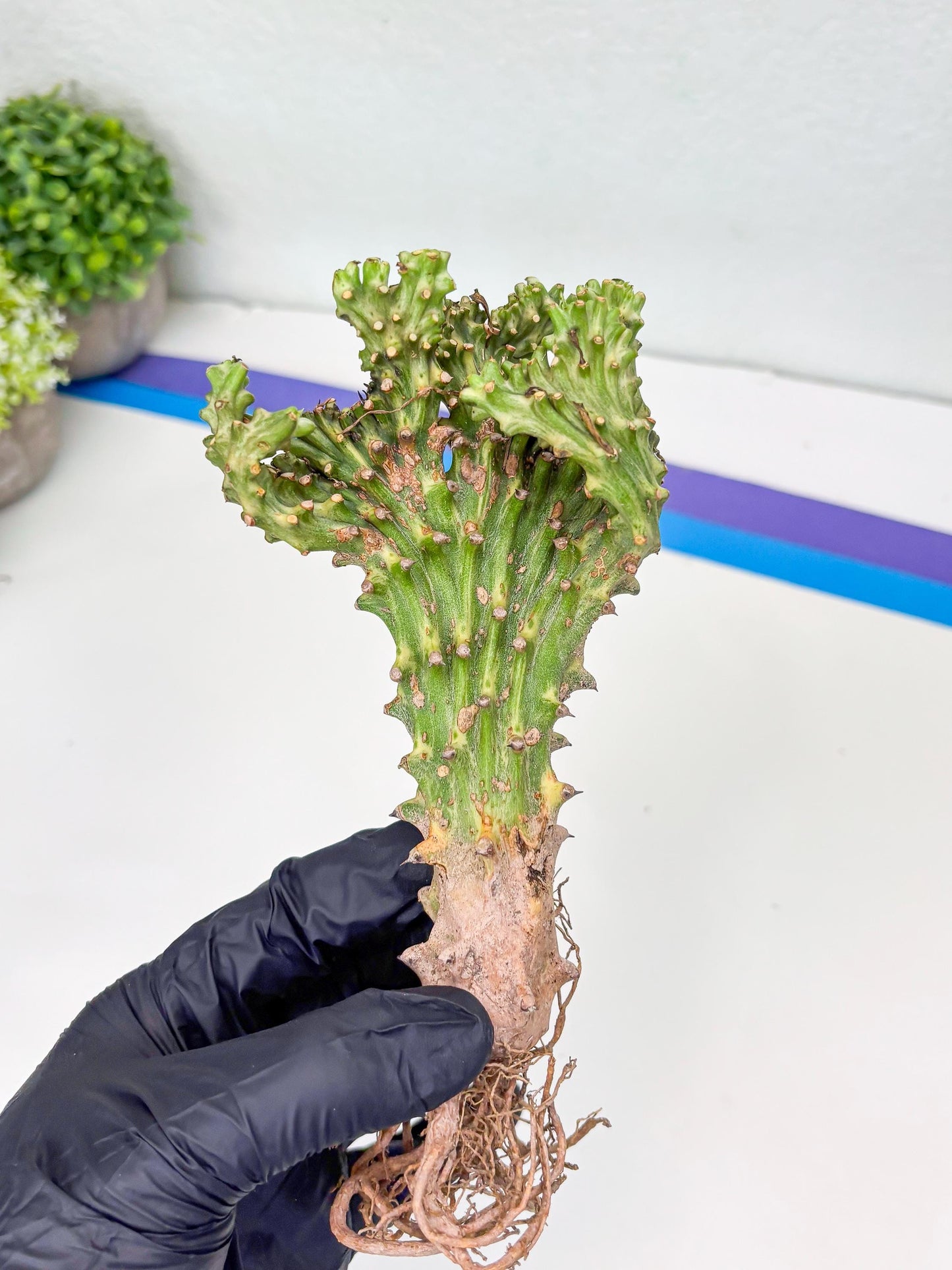 Eu neriifolia f. crestata variegata (P) | Rare Plants