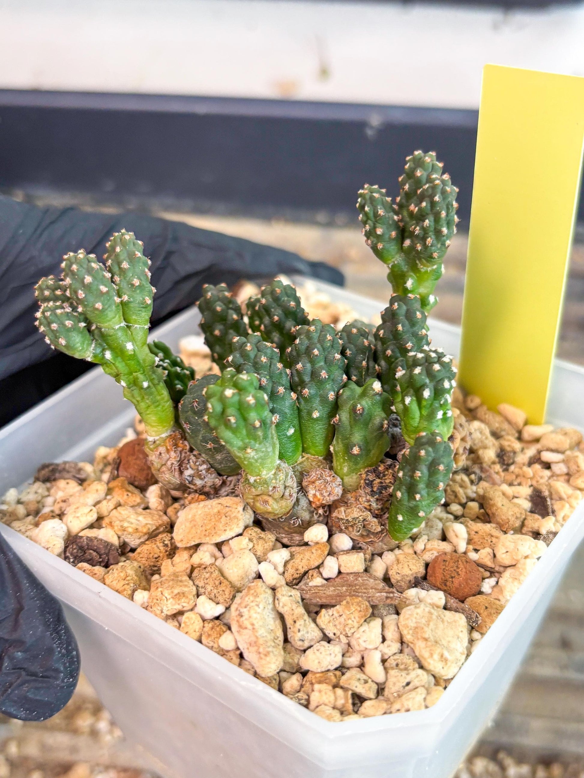Maihueniopsis Puna Bonnieae (y) | Imported Cactus