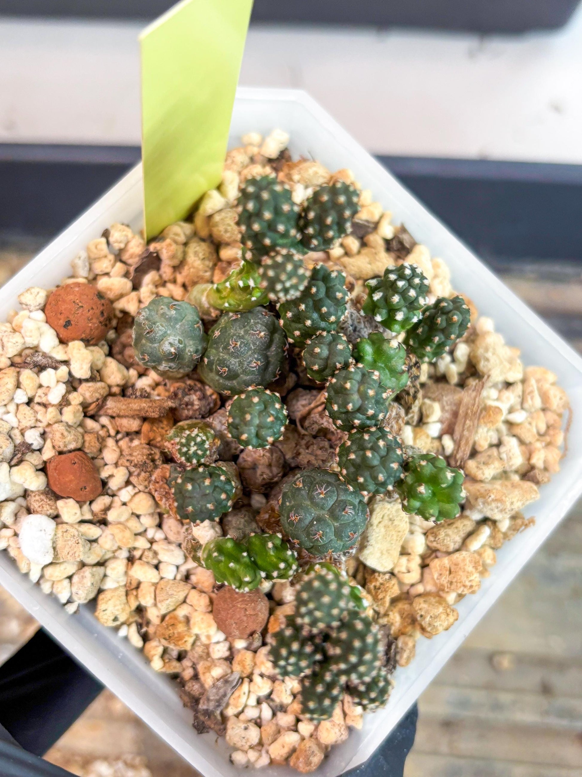 Maihueniopsis Puna Bonnieae (y) | Imported Cactus