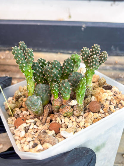 Maihueniopsis Puna Bonnieae (y) | Imported Cactus