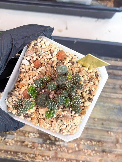 Maihueniopsis Puna Bonnieae (y) | Imported Cactus