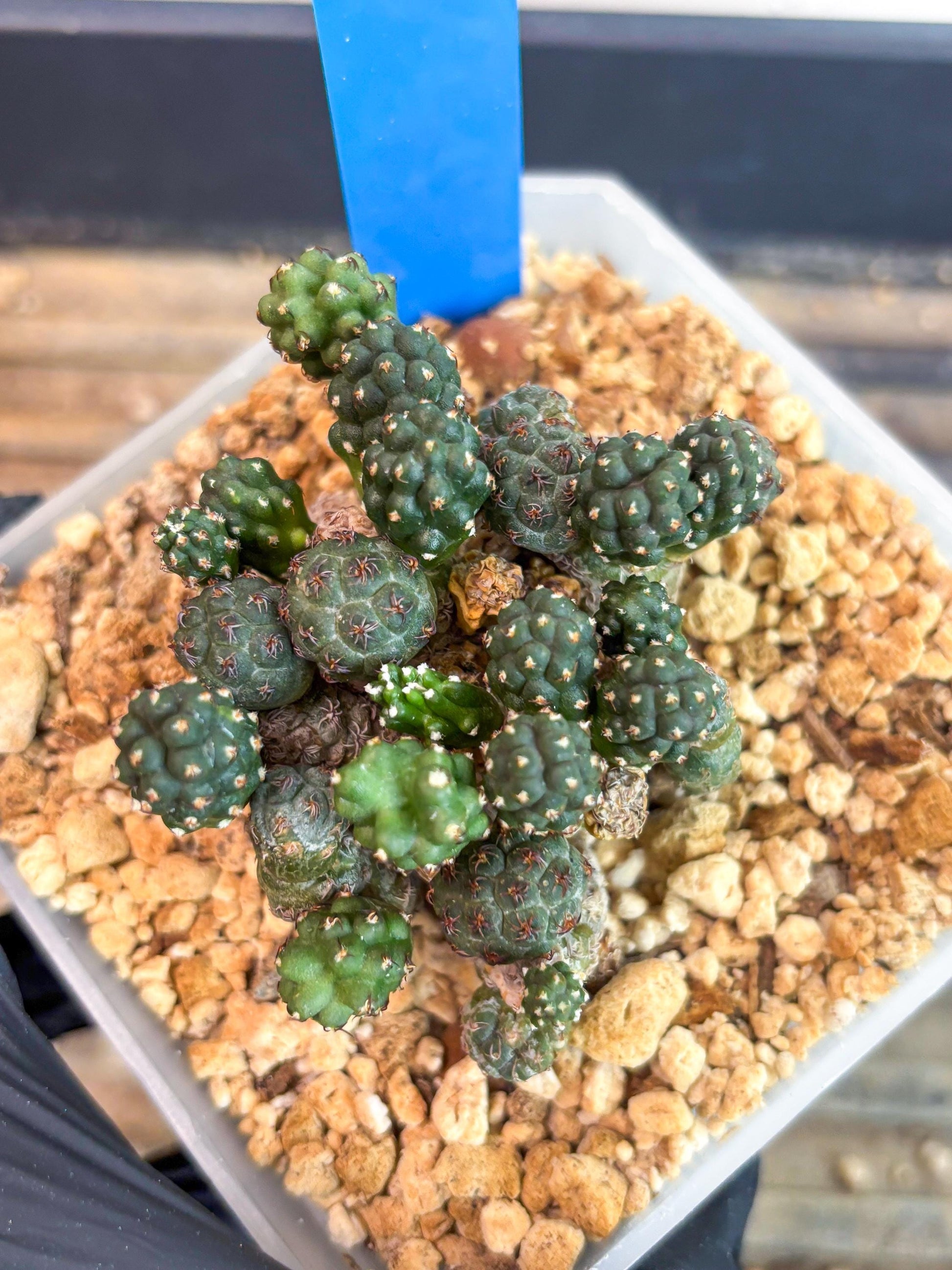 Maihueniopsis Puna Bonnieae (b) | Imported Cactus