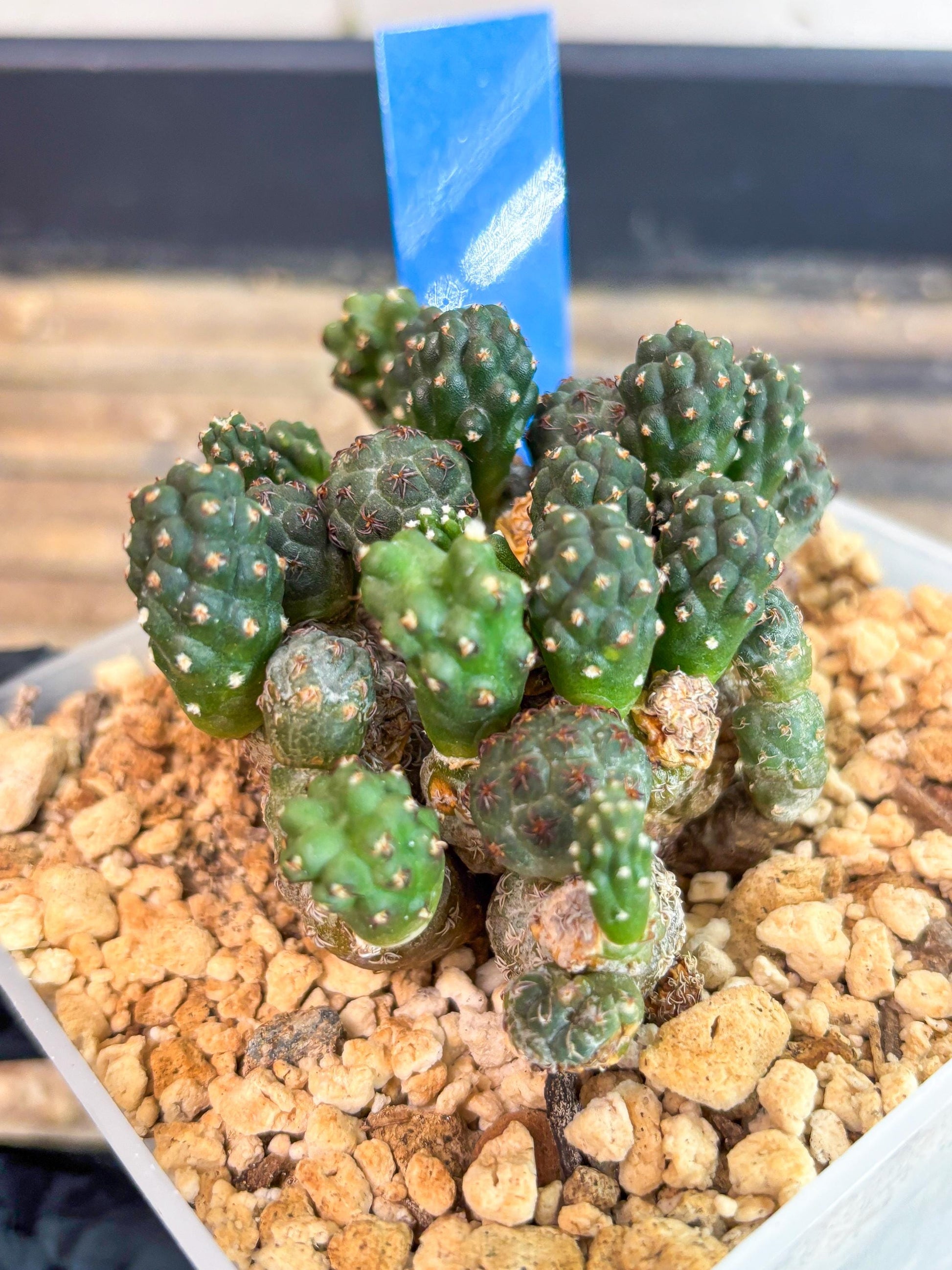 Maihueniopsis Puna Bonnieae (b) | Imported Cactus