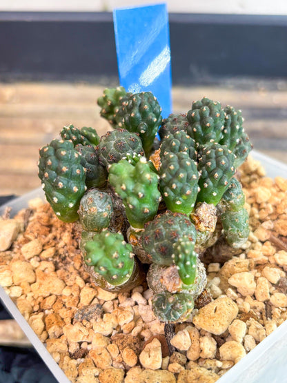 Maihueniopsis Puna Bonnieae (b) | Imported Cactus