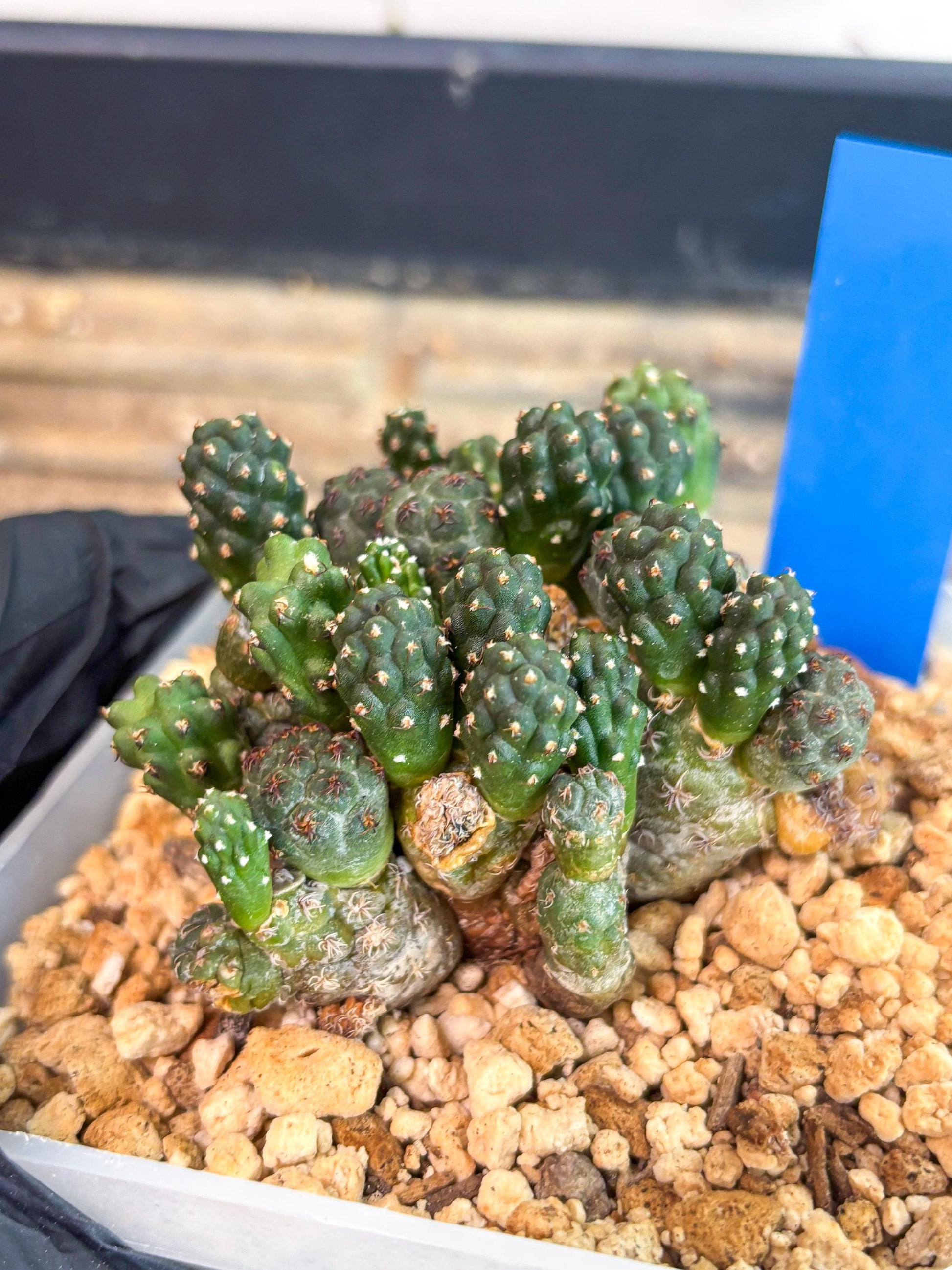 Maihueniopsis Puna Bonnieae (b) | Imported Cactus