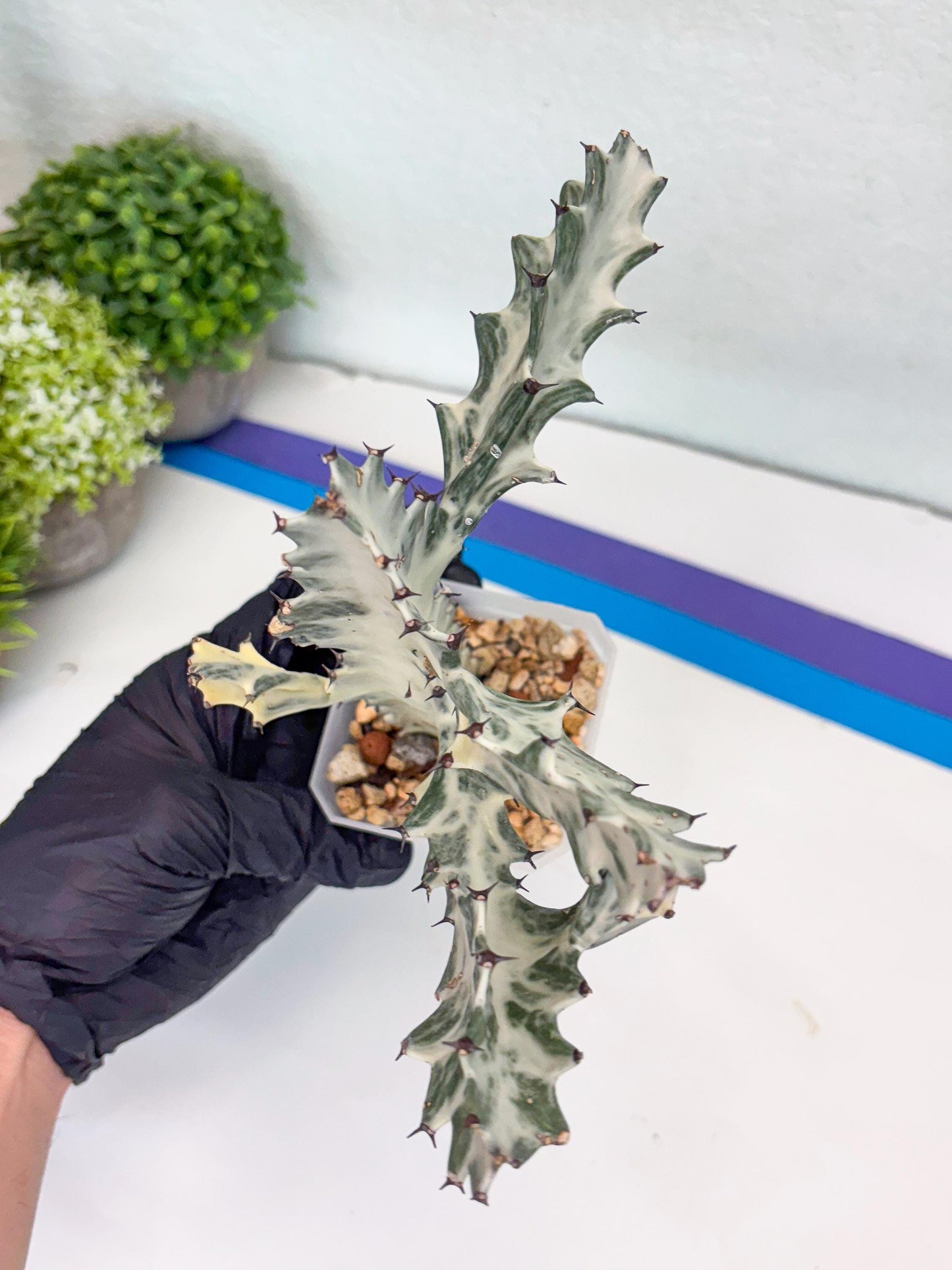 Large Euphorbia Lactea | Imported Cactus