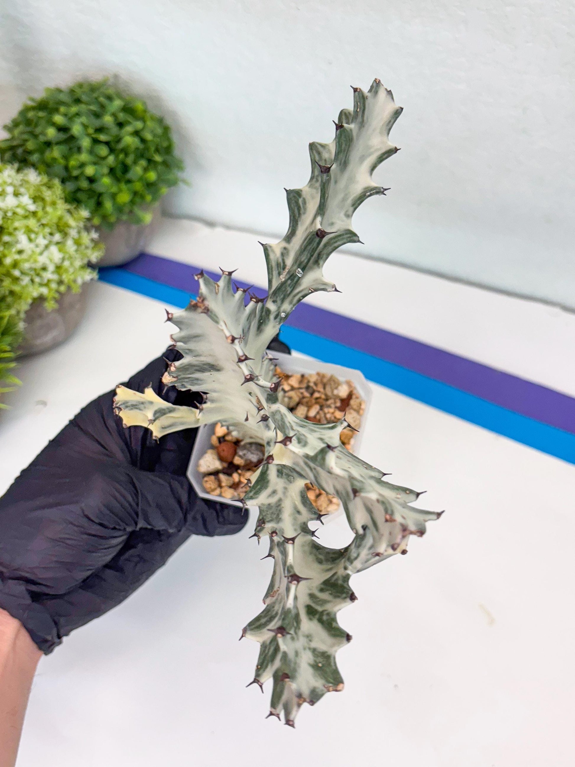 Large Euphorbia Lactea | Imported Cactus