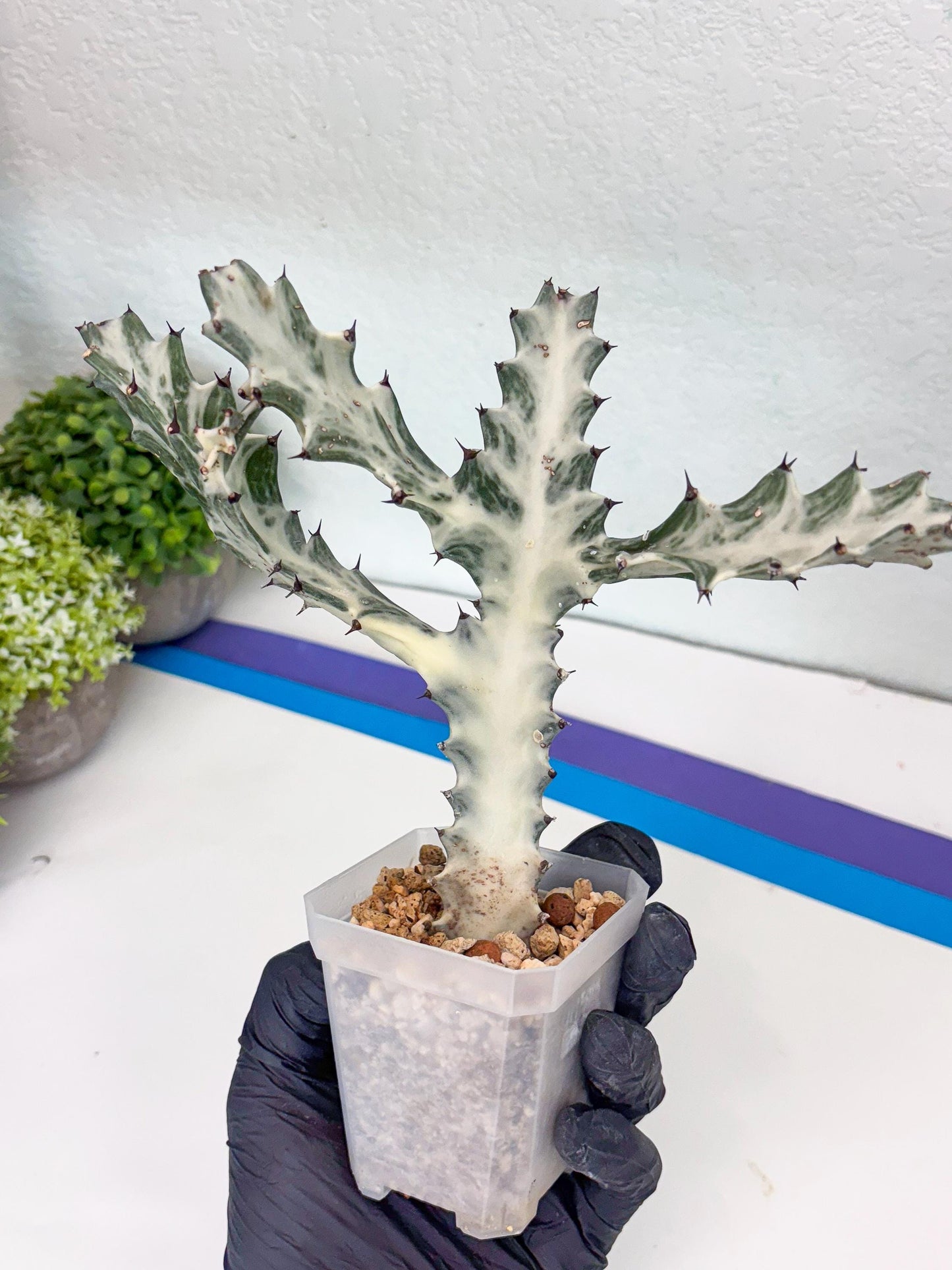Large Euphorbia Lactea | Imported Cactus