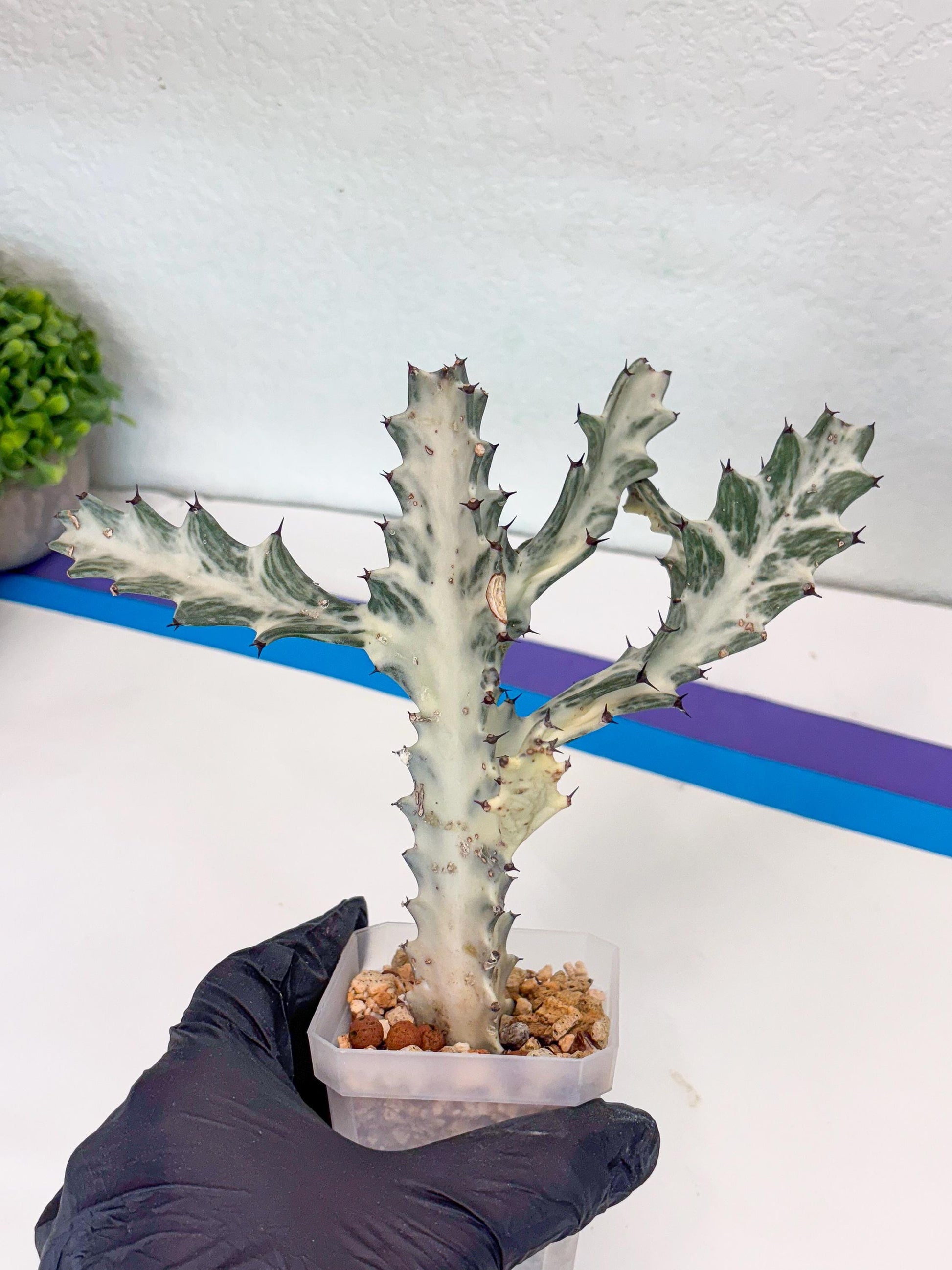 Large Euphorbia Lactea | Imported Cactus