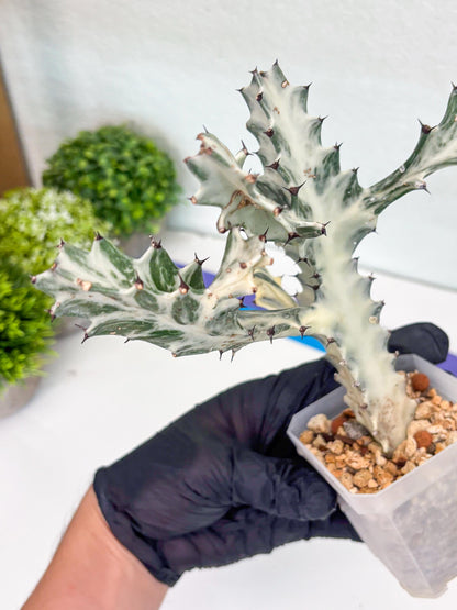Large Euphorbia Lactea | Imported Cactus