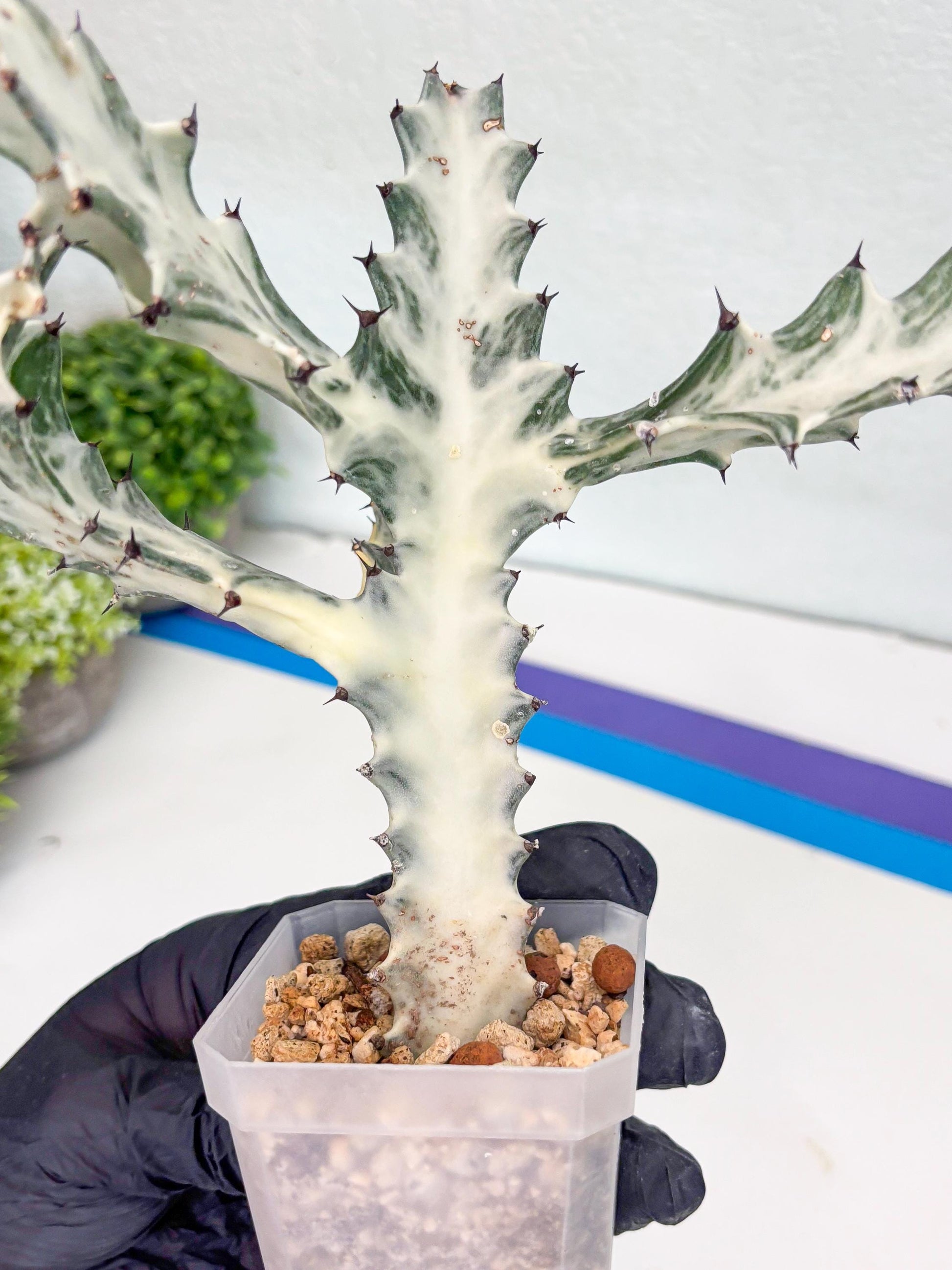 Large Euphorbia Lactea | Imported Cactus