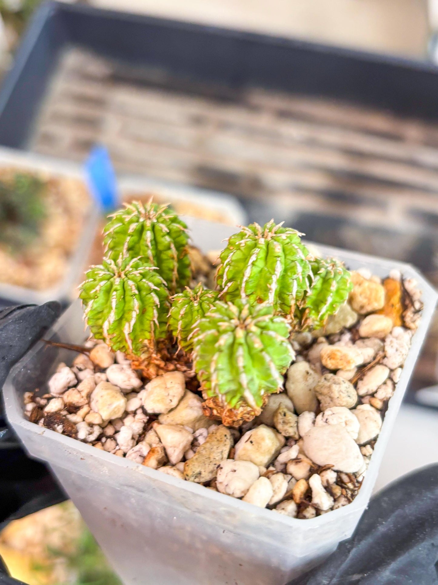 Sepulta Cluster Cactus | Imported Cactus | Rare Succulent