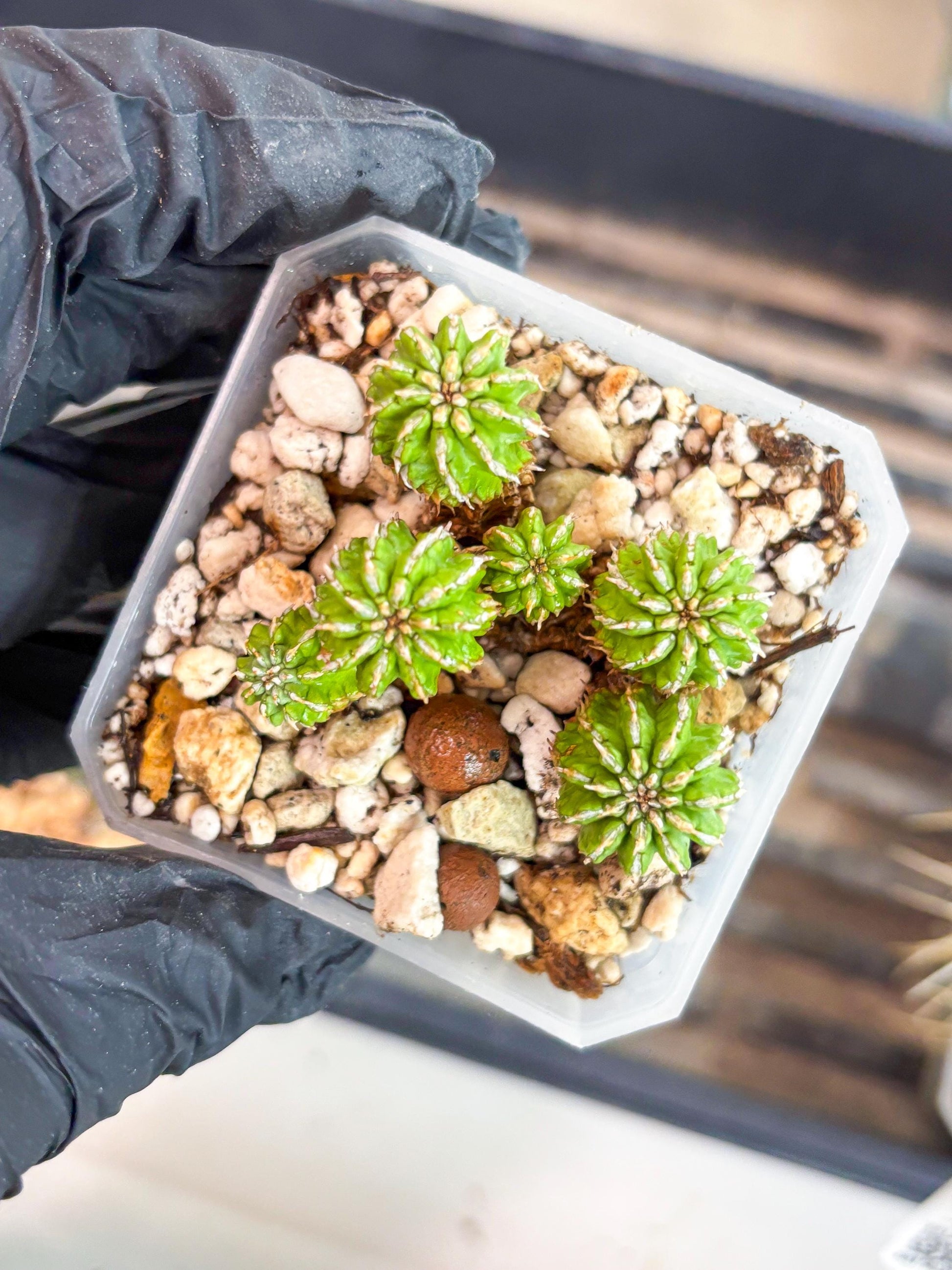 Sepulta Cluster Cactus | Imported Cactus | Rare Succulent