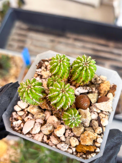 Sepulta Cluster Cactus | Imported Cactus | Rare Succulent