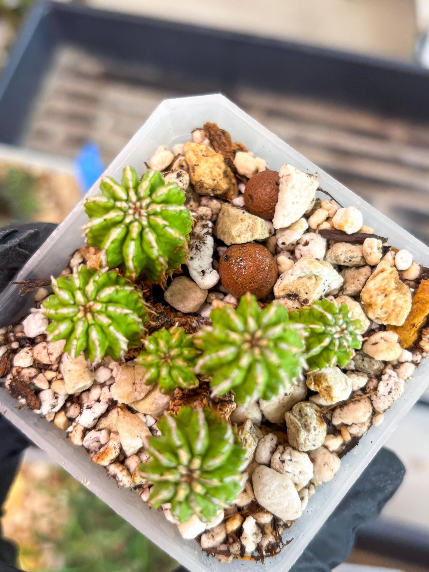 Sepulta Cluster Cactus | Imported Cactus | Rare Succulent