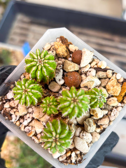 Sepulta Cluster Cactus | Imported Cactus | Rare Succulent