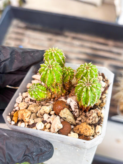 Sepulta Cluster Cactus | Imported Cactus | Rare Succulent