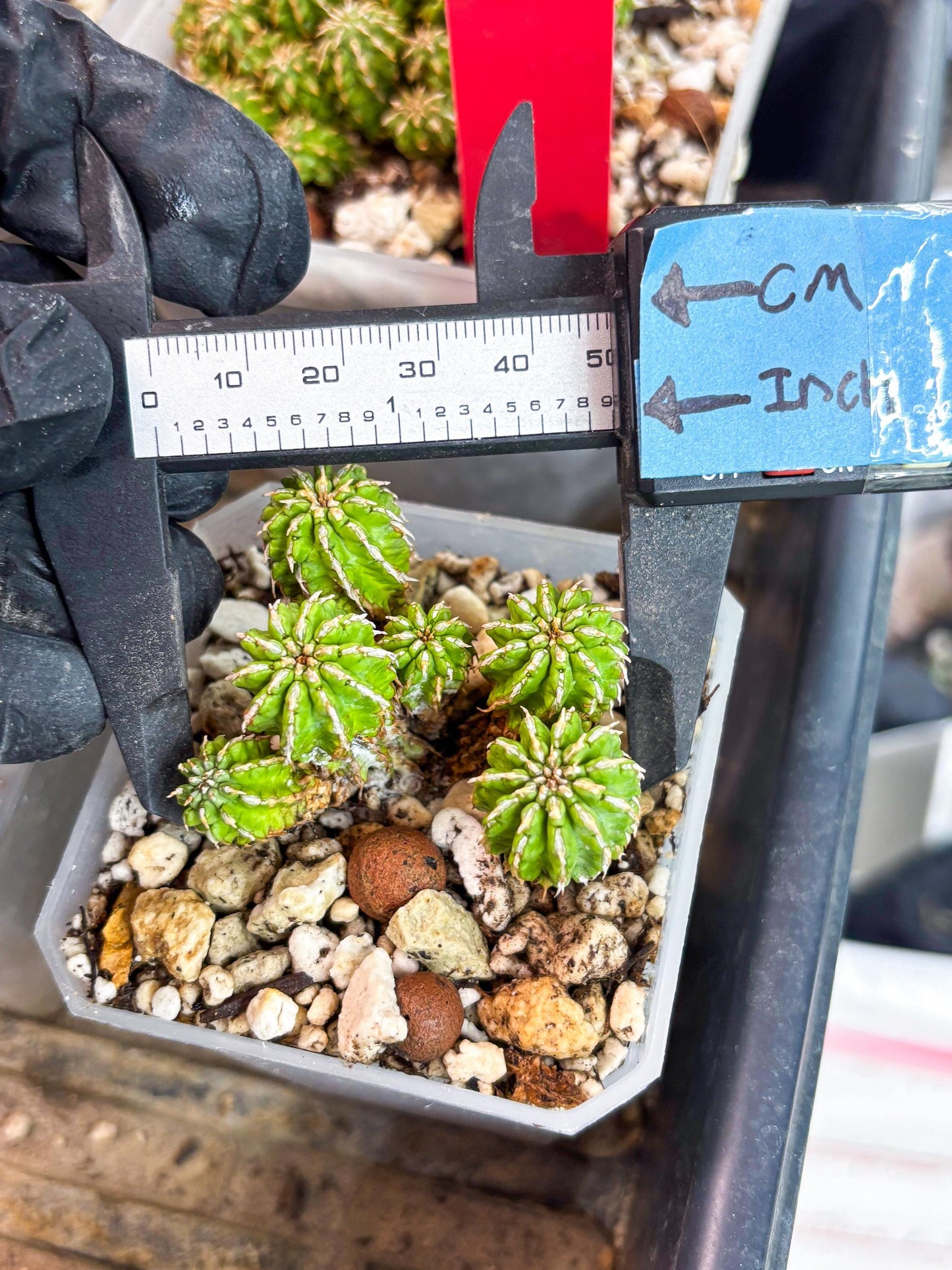 Sepulta Cluster Cactus | Imported Cactus | Rare Succulent