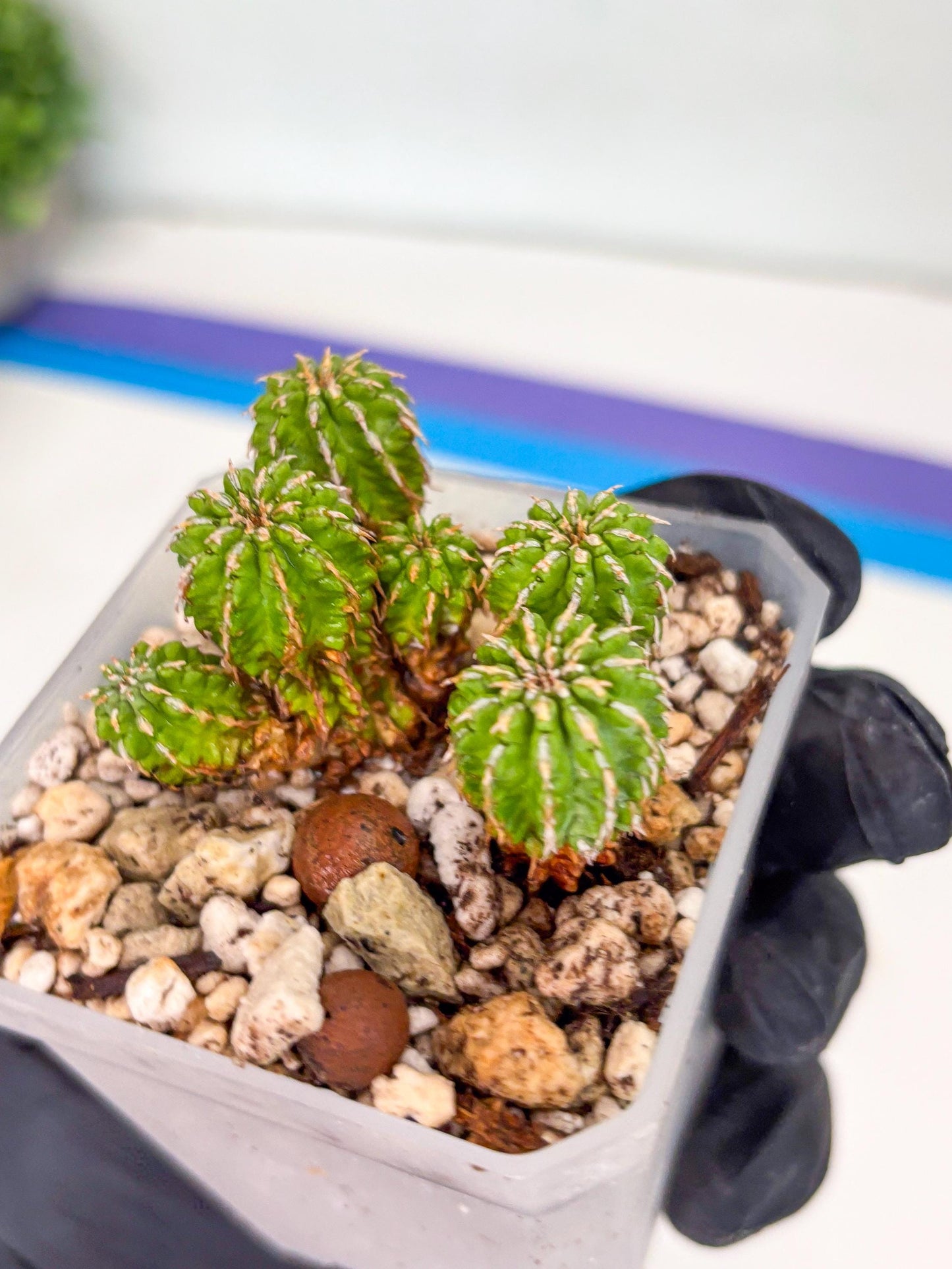 Sepulta Cluster Cactus | Imported Cactus | Rare Succulent