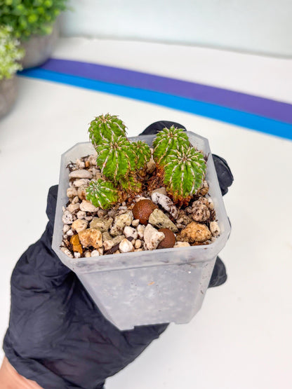 Sepulta Cluster Cactus | Imported Cactus | Rare Succulent