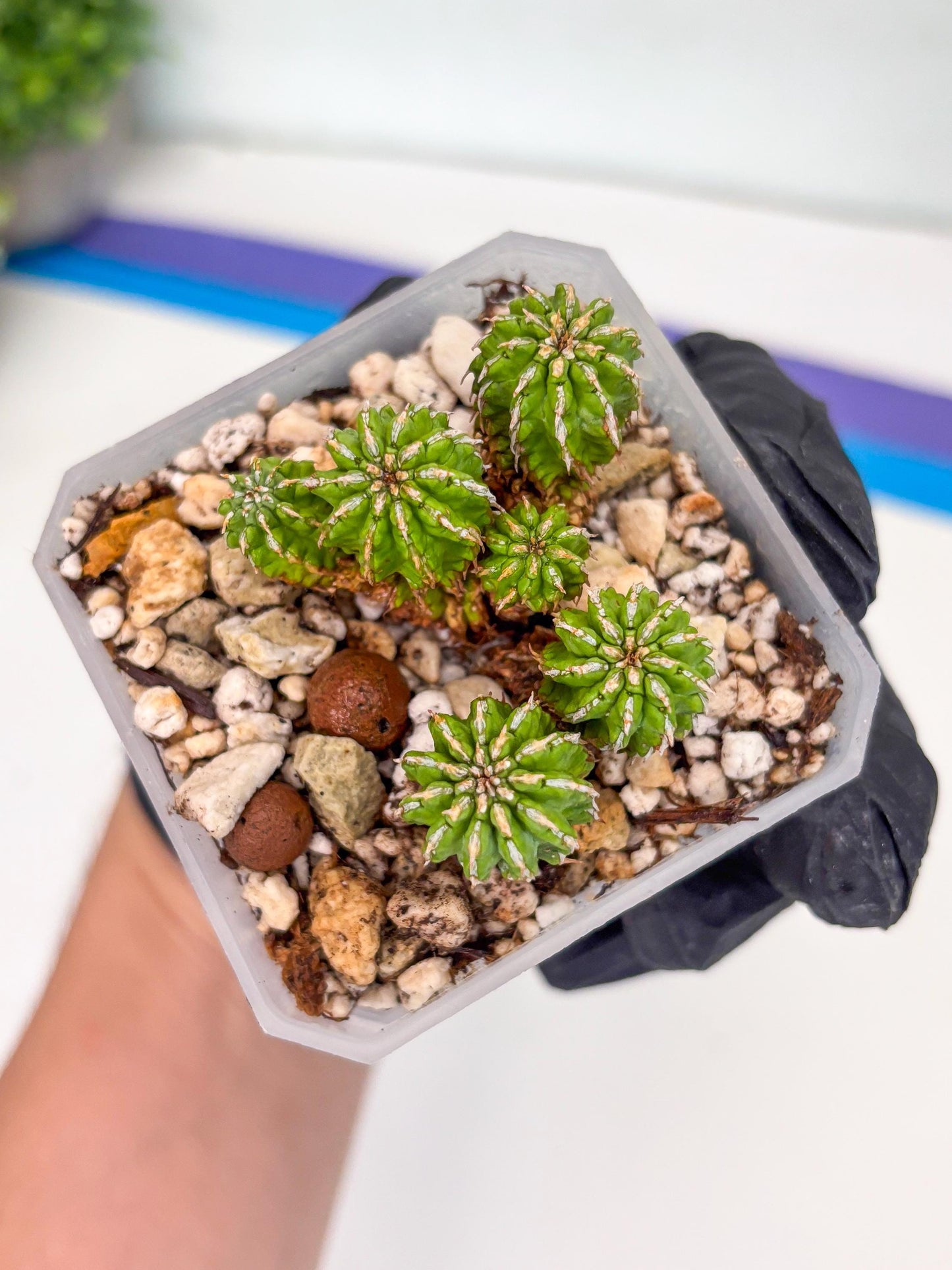 Sepulta Cluster Cactus | Imported Cactus | Rare Succulent