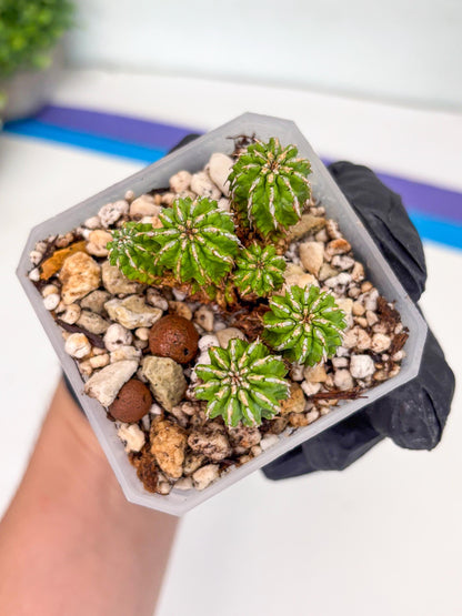 Sepulta Cluster Cactus | Imported Cactus | Rare Succulent