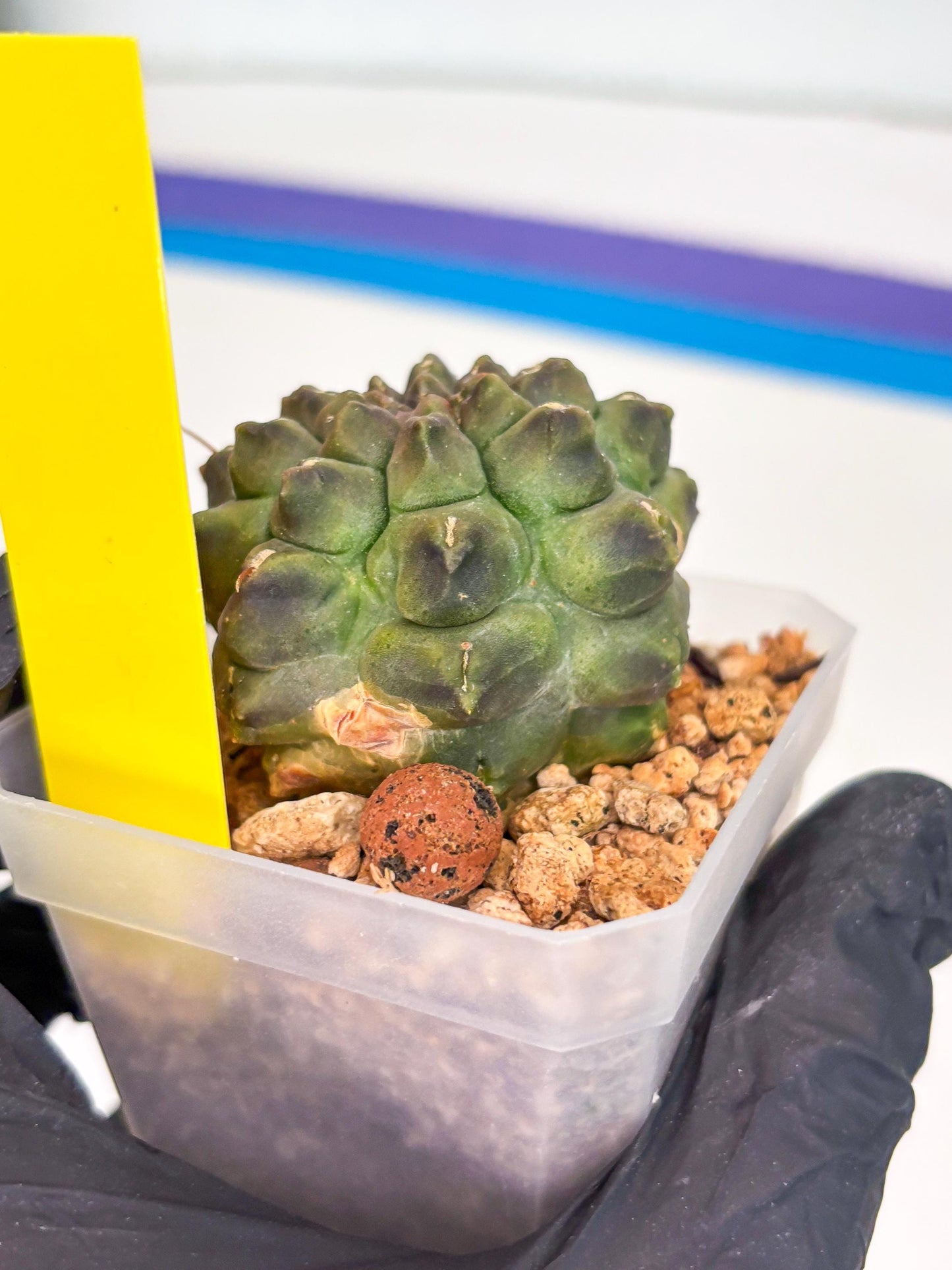 Gymnocalycium Montrose (y) | Minor Scar