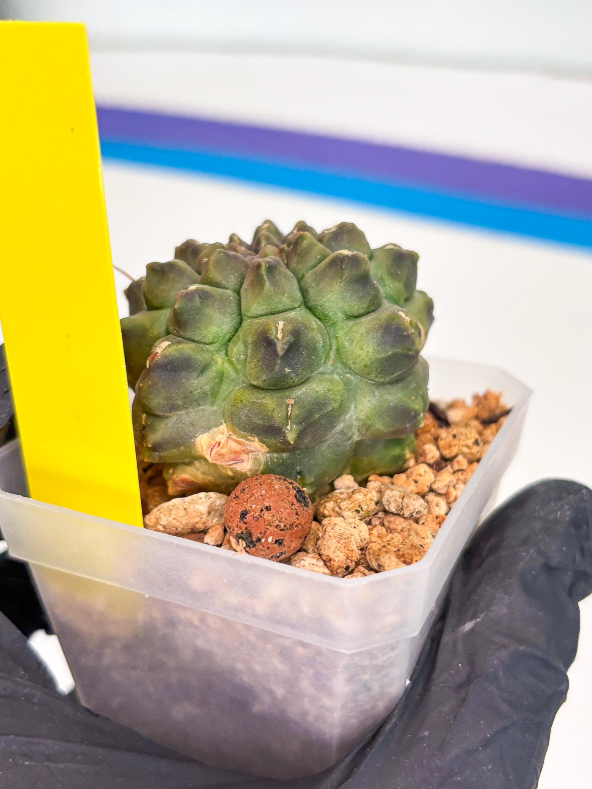 Gymnocalycium Montrose (y) | Minor Scar