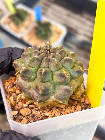 Gymnocalycium Montrose (y) | Minor Scar