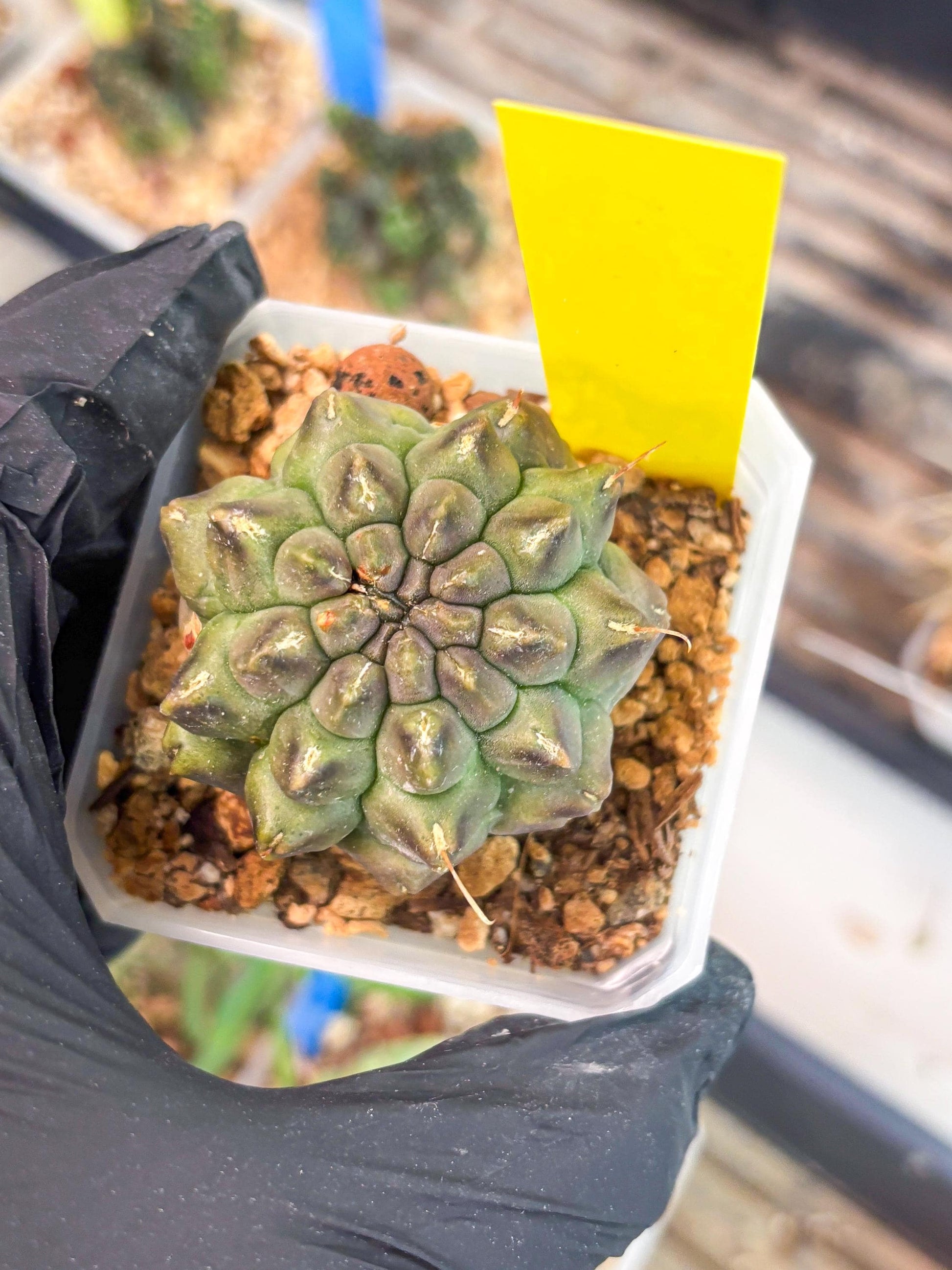 Gymnocalycium Montrose (y) | Minor Scar