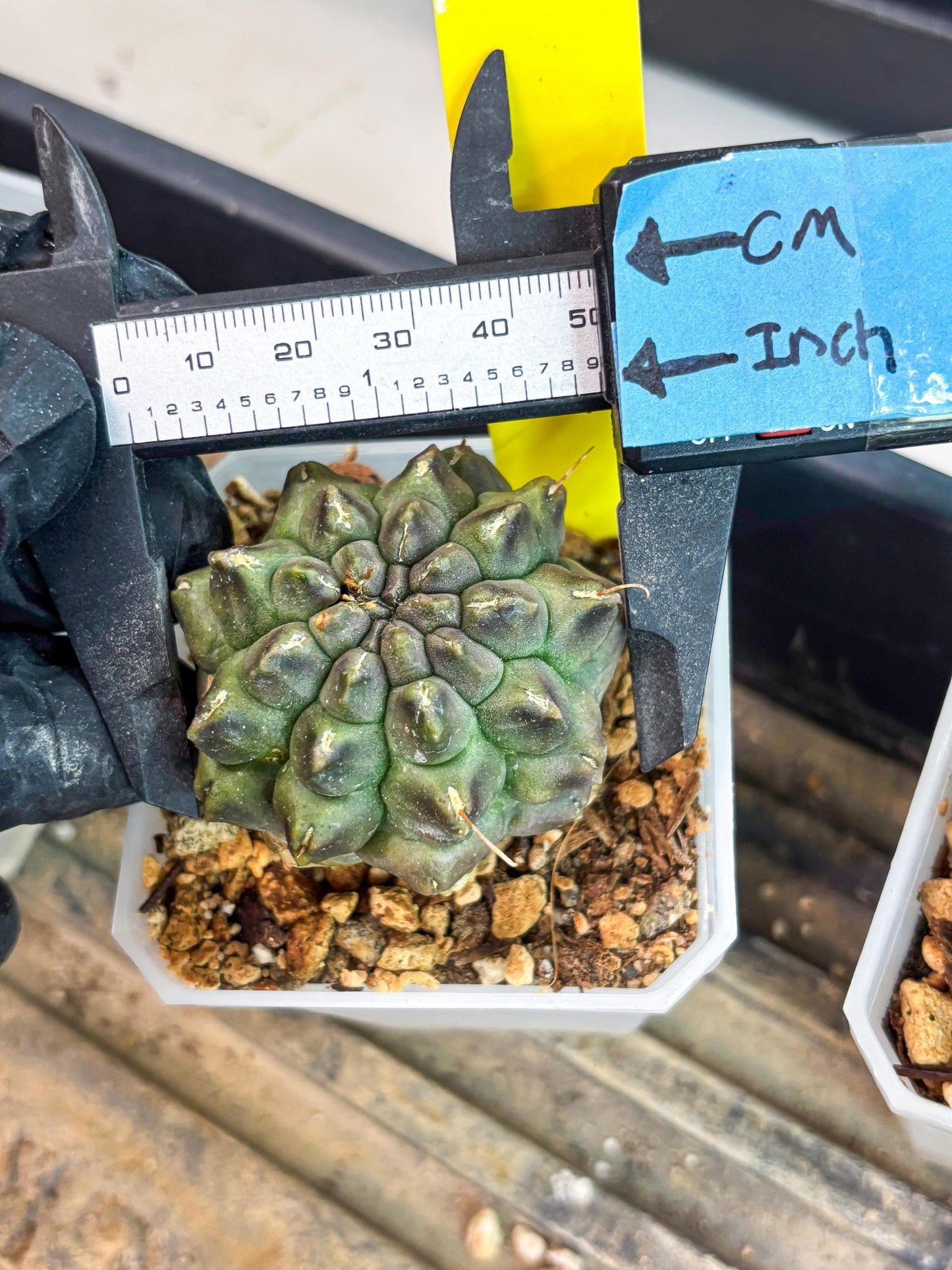 Gymnocalycium Montrose (y) | Minor Scar