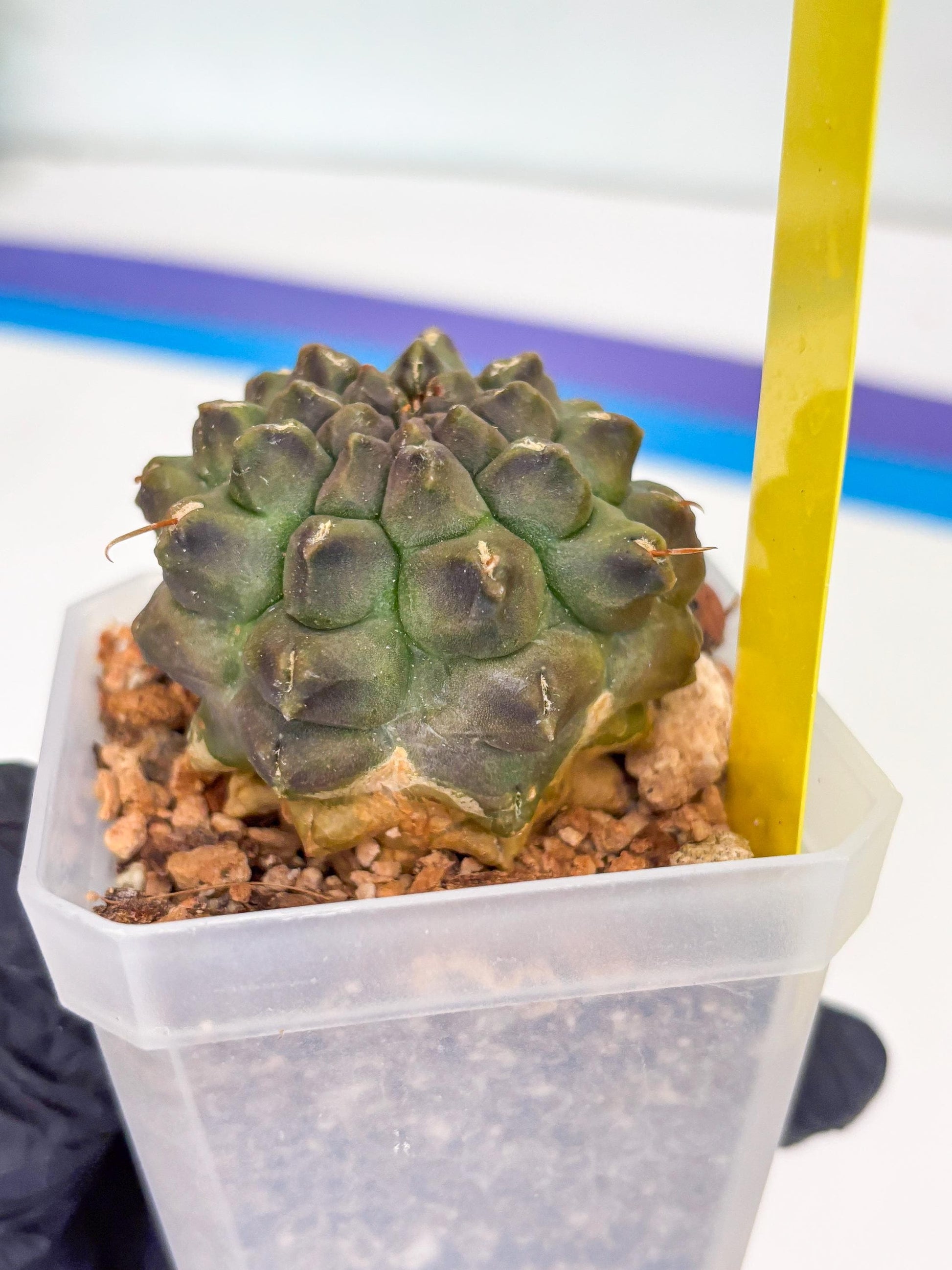 Gymnocalycium Montrose (y) | Minor Scar