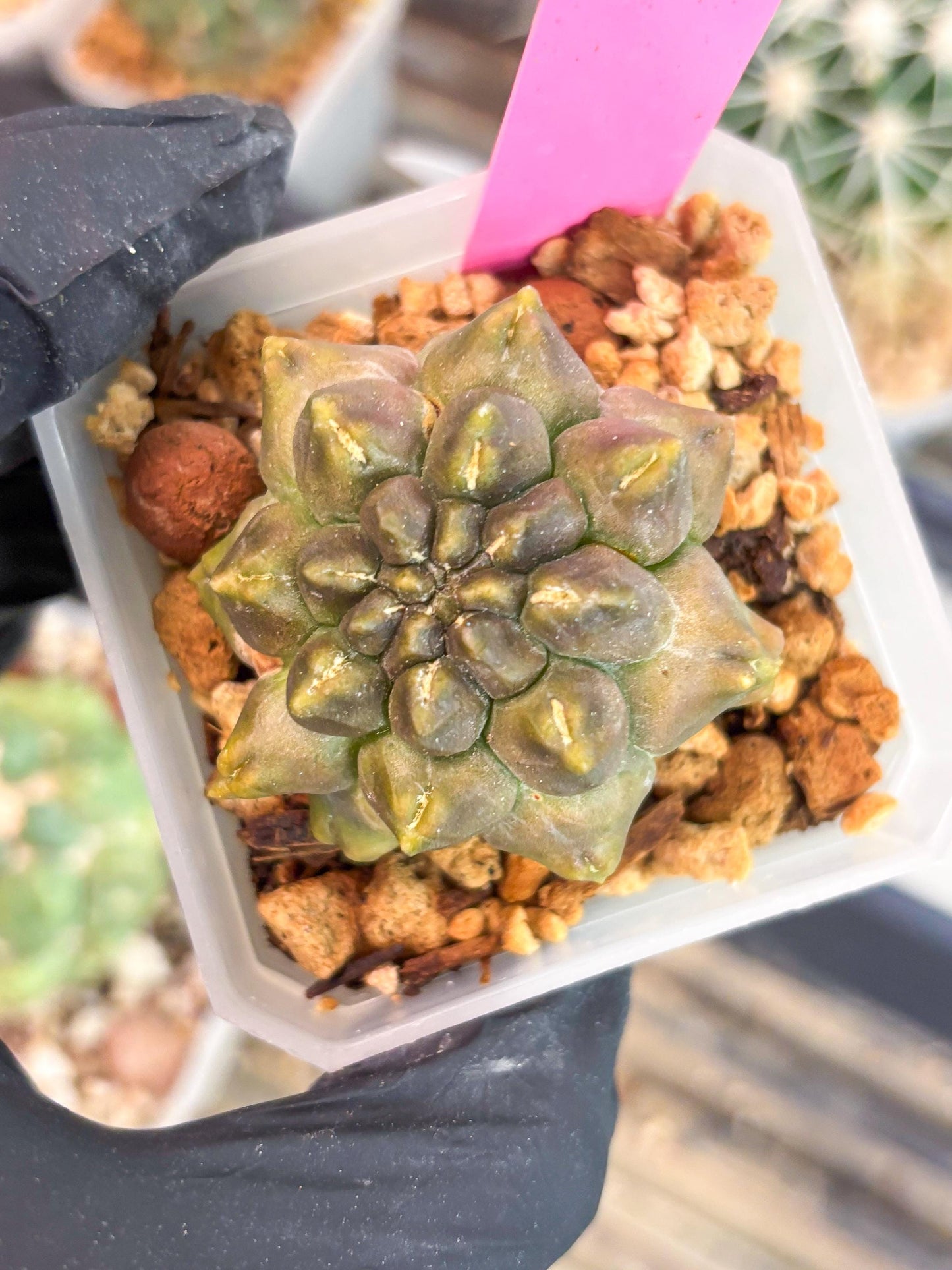 Gymnocalycium Montrose (p) | Imported Cactus | Rare Succulent