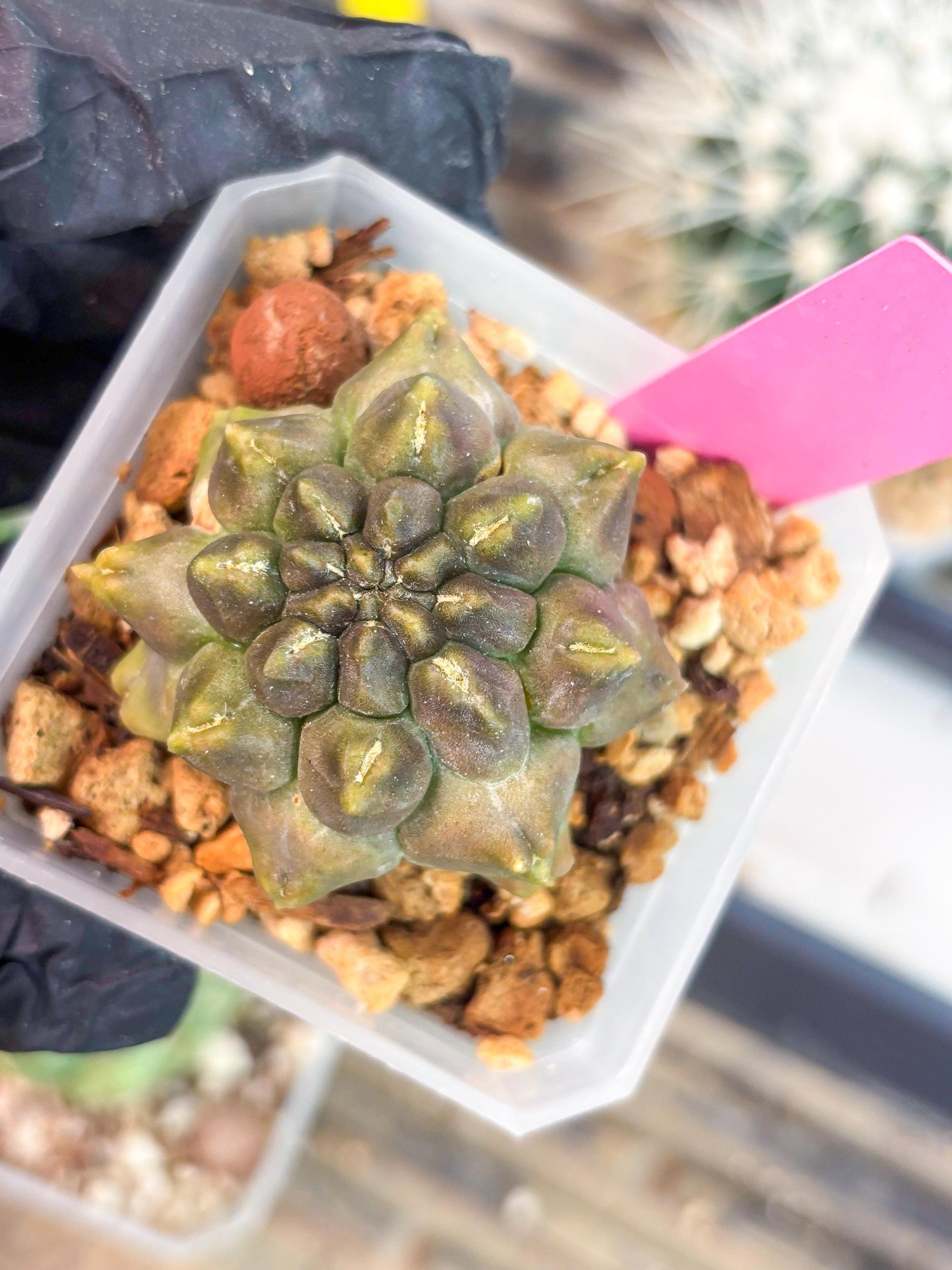Gymnocalycium Montrose (p) | Imported Cactus | Rare Succulent