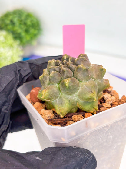 Gymnocalycium Montrose (p) | Imported Cactus | Rare Succulent