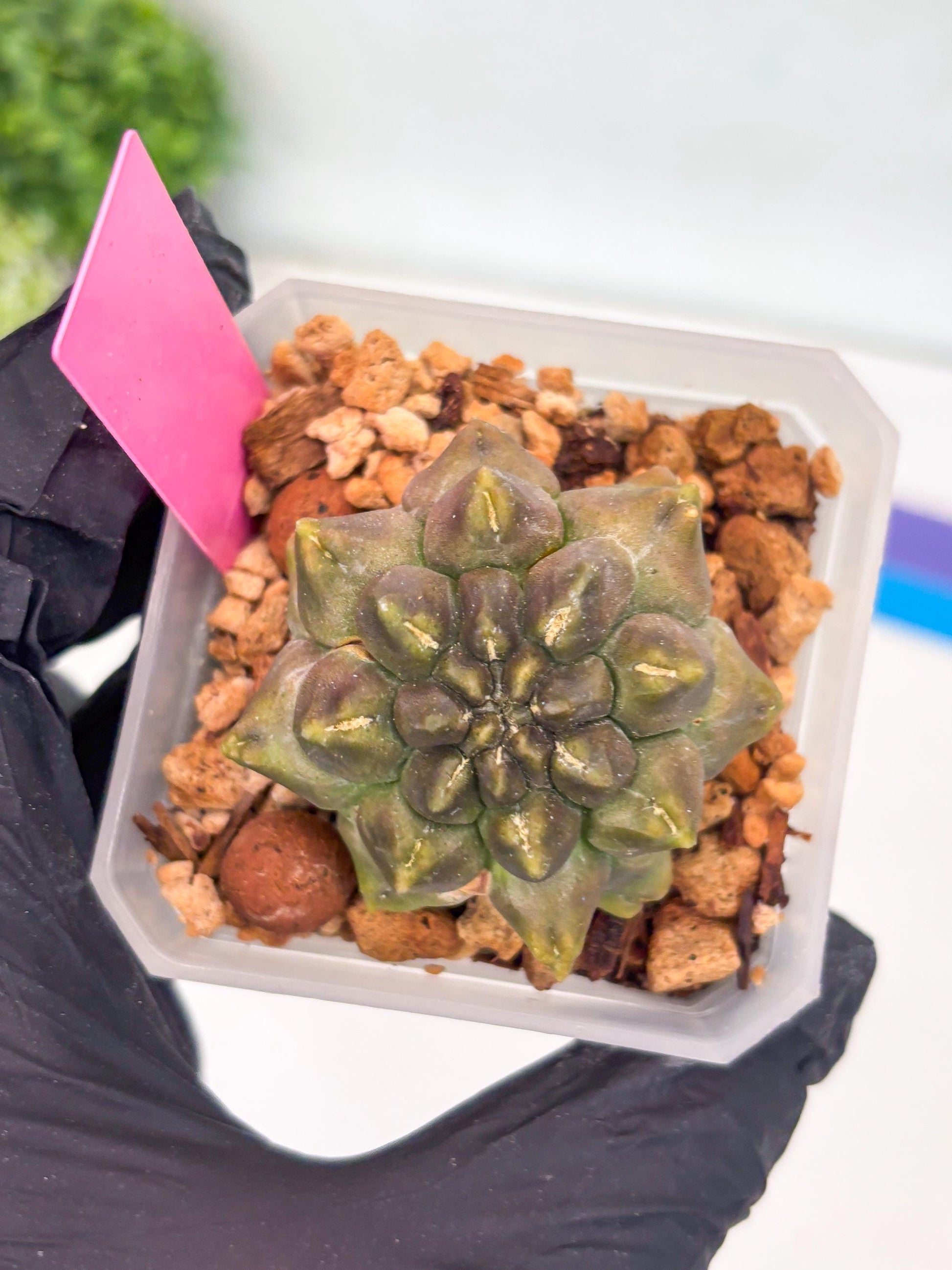 Gymnocalycium Montrose (p) | Imported Cactus | Rare Succulent